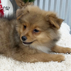 Pomapoo Puppy Caleb