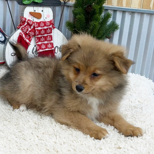 Pomapoo Puppy Caleb