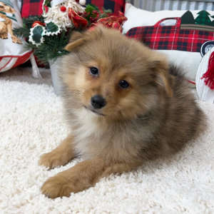 Pomapoo Puppy Caleb