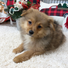 Pomapoo Puppy Caleb