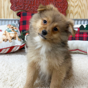 Pomapoo Puppy Caleb