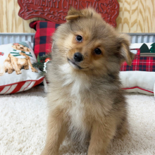 Pomapoo Puppy Caleb