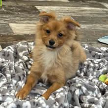 Pomapoo Puppy Caleb