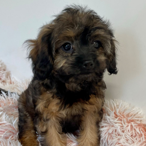 Cavapoo Puppy Genie