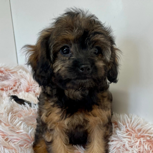 Cavapoo Puppy Genie