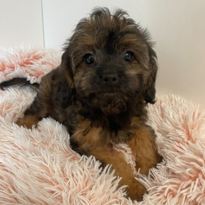 Cavapoo Puppy Genie