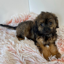 Cavapoo Puppy Genie