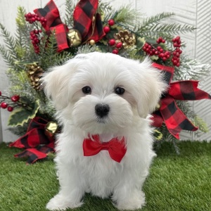 Maltese Puppy Isaiah