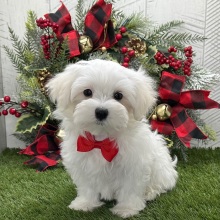 Maltese Puppy Isaiah