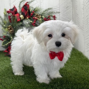 Maltese Puppy Isaiah