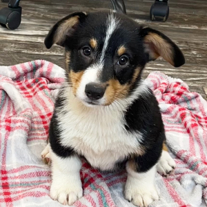 Pembroke Welsh Corgi Puppy Bobby