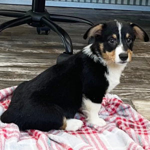 Pembroke Welsh Corgi Puppy Bobby