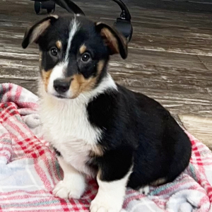 Pembroke Welsh Corgi Puppy Bobby
