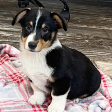 Pembroke Welsh Corgi Puppy Bobby