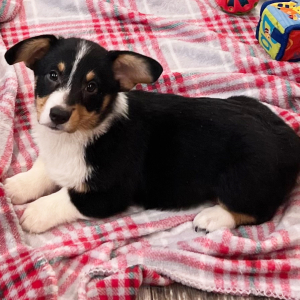 Pembroke Welsh Corgi Puppy Bobby