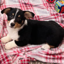 Pembroke Welsh Corgi Puppy Bobby