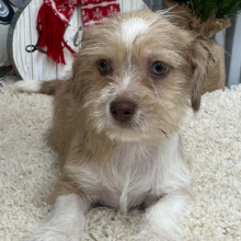 Shihpoo Puppy Hudson