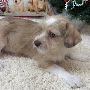 Shihpoo Puppy Hudson