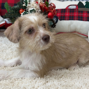 Shihpoo Puppy Hudson