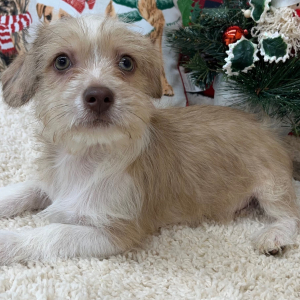 Shihpoo Puppy Hudson