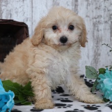 Maltipoo Puppy Charles