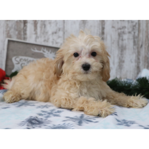 Maltipoo Puppy Charles