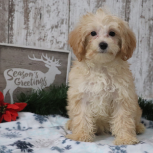 Maltipoo Puppy Charles