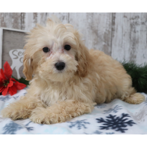 Maltipoo Puppy Charles