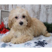 Maltipoo Puppy Charles