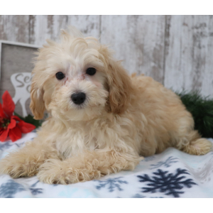Maltipoo Puppy Charles