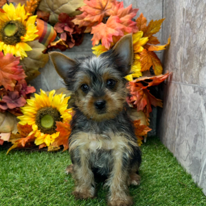 Yorkshire Terrier Puppy Nacho