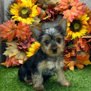 Yorkshire Terrier Puppy Nacho