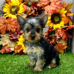 Yorkshire Terrier Puppy Nacho