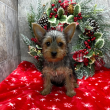 Yorkshire Terrier Puppy Nacho