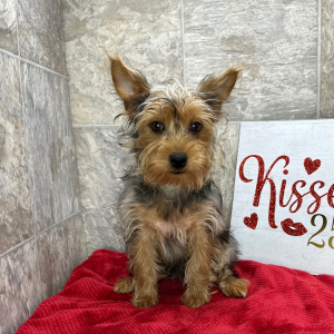 Yorkshire Terrier Puppy Nacho