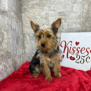 Yorkshire Terrier Puppy Nacho