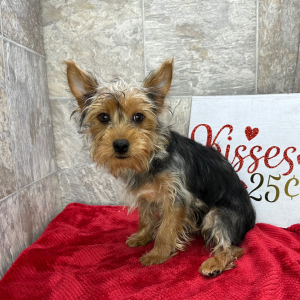 Yorkshire Terrier Puppy Nacho