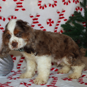 Cocker Spaniel Puppy Griffen