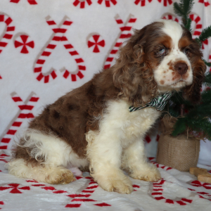 Cocker Spaniel Puppy Griffen
