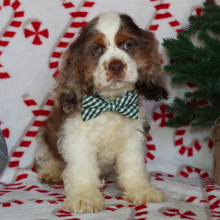 Cocker Spaniel Puppy Griffen