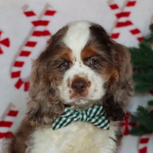 Cocker Spaniel Puppy Griffen