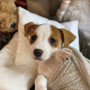 Jack Russell Terrier Puppy Oliver