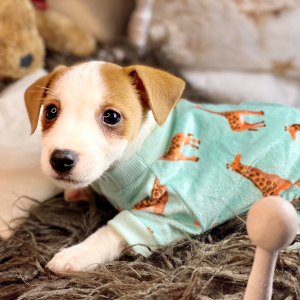 Jack Russell Terrier Puppy Oliver