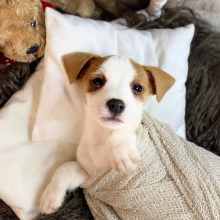 Jack Russell Terrier Puppy Oliver
