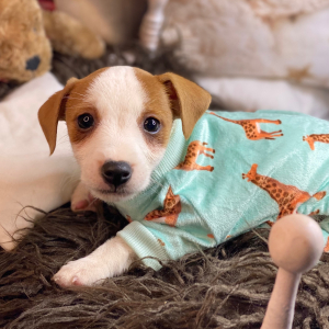 Jack Russell Terrier Puppy Oliver