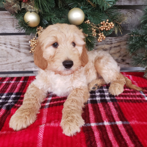 Goldendoodle Puppy Sam