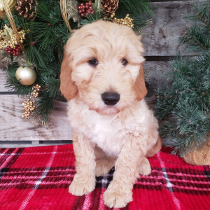 Goldendoodle Puppy Sam