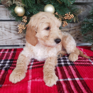 Goldendoodle Puppy Sam