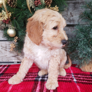 Goldendoodle Puppy Sam