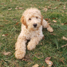 Goldendoodle Puppy Sam